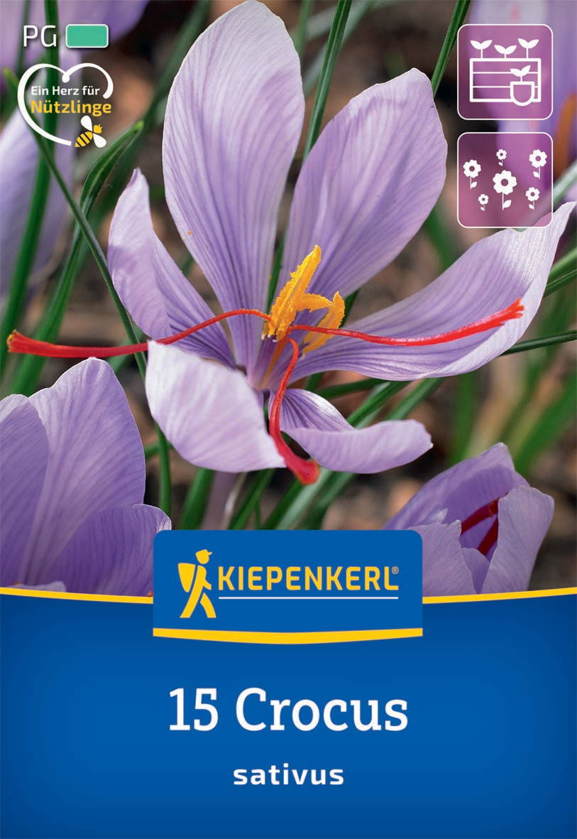 Lila Krokusblüte mit gelben und roten Staubblättern.