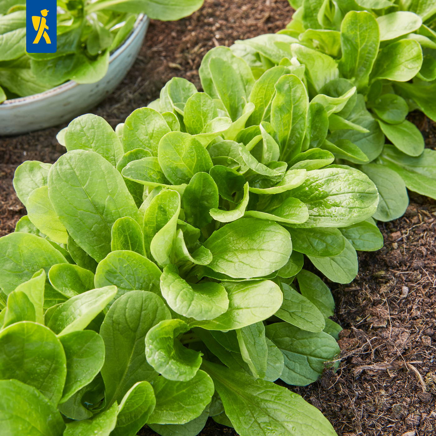 Grüne Salatpflanzen wachsen in Erde im Garten.