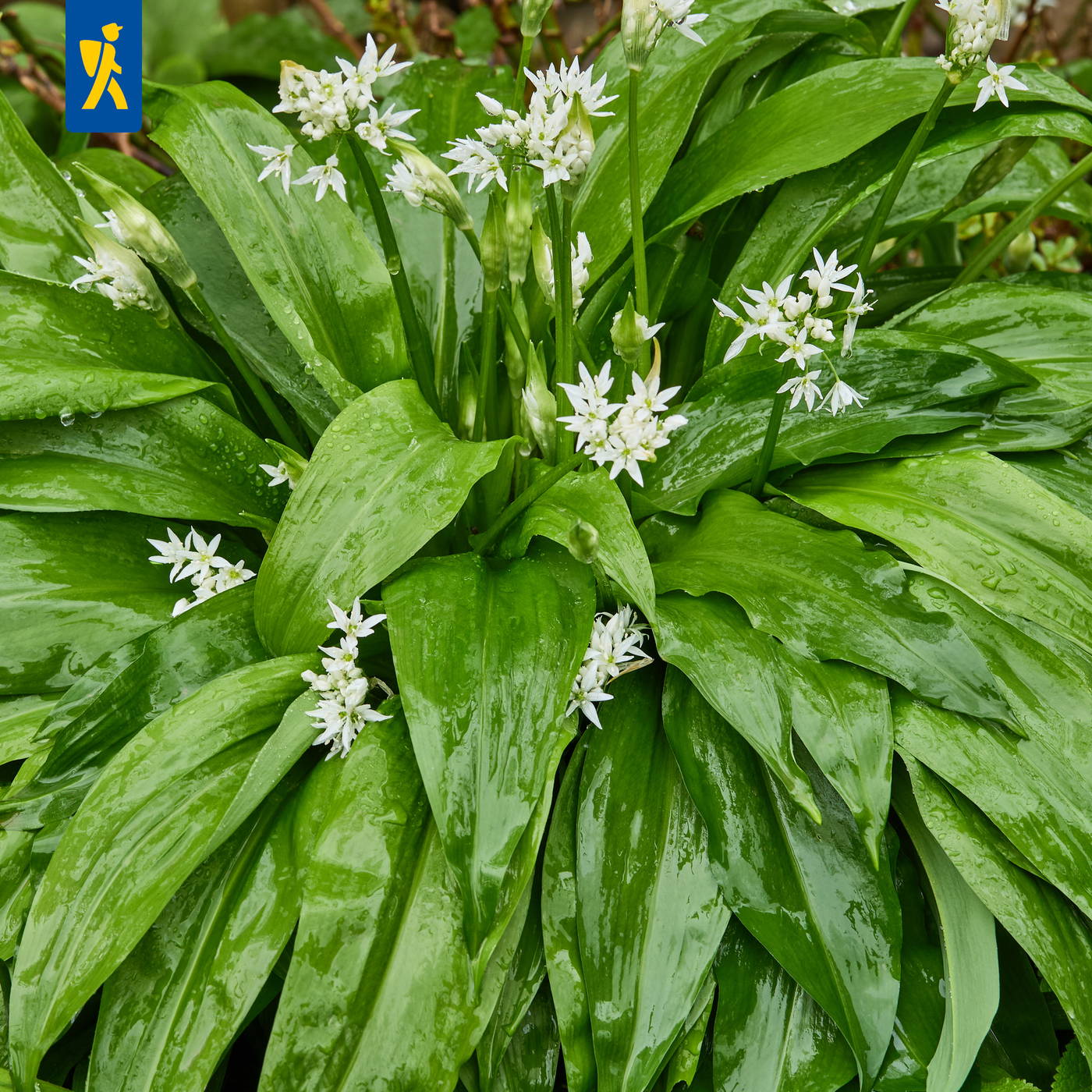 Weiße Blüten auf grünen, gelappten Blättern mit Wassertropfen.