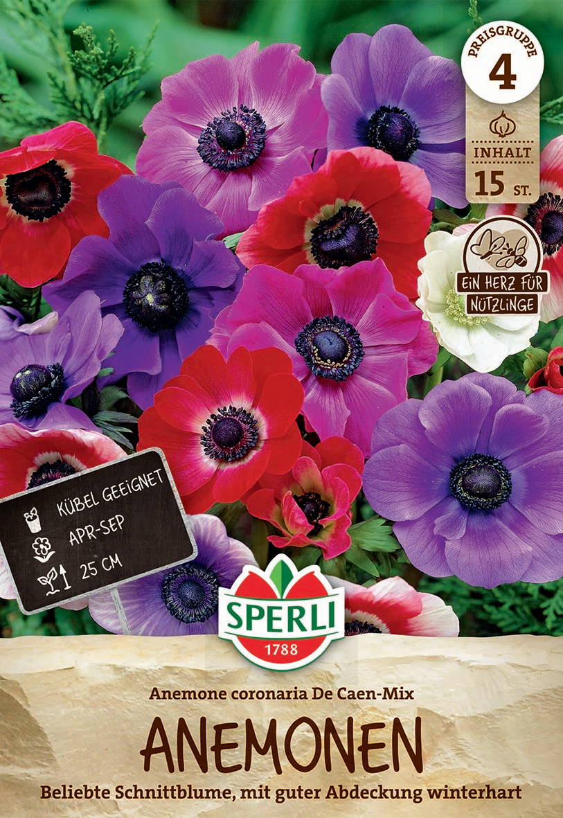 Bunte Anemonenblumen in pink, rot, lila, weiß mit schwarzen Zentren, auf Grünblättern.