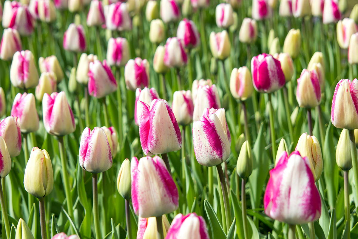 Kiepenkerl Blog - Blumenzwiebeln dngen