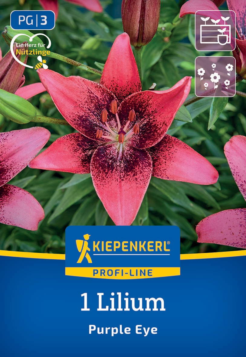 Große pinke Lilienschöne mit dunklen Punkten, grüner Blätterhintergrund, Kiepenkerl Logo und Produktname.