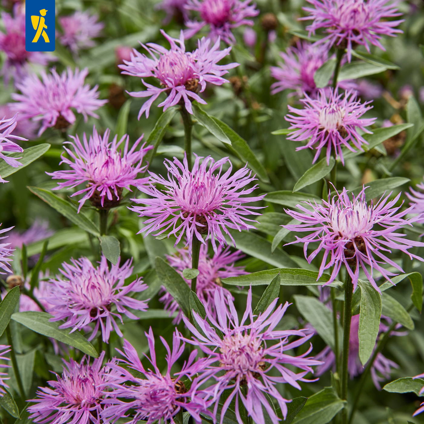 Lila blühende Pflanzen mit langen, dünnen Blütenblättern und grünen Blättern.