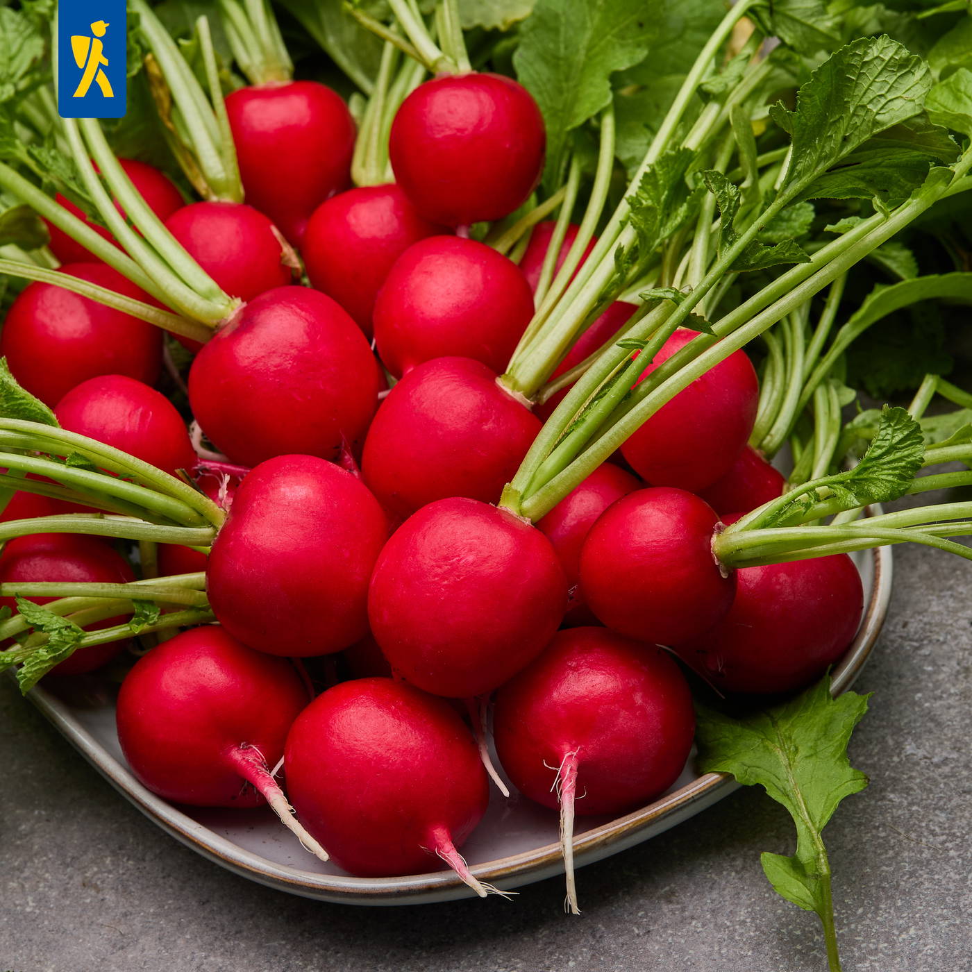 Rote Radieschen mit grünen Blättern in einer Schüssel auf grauem Untergrund.