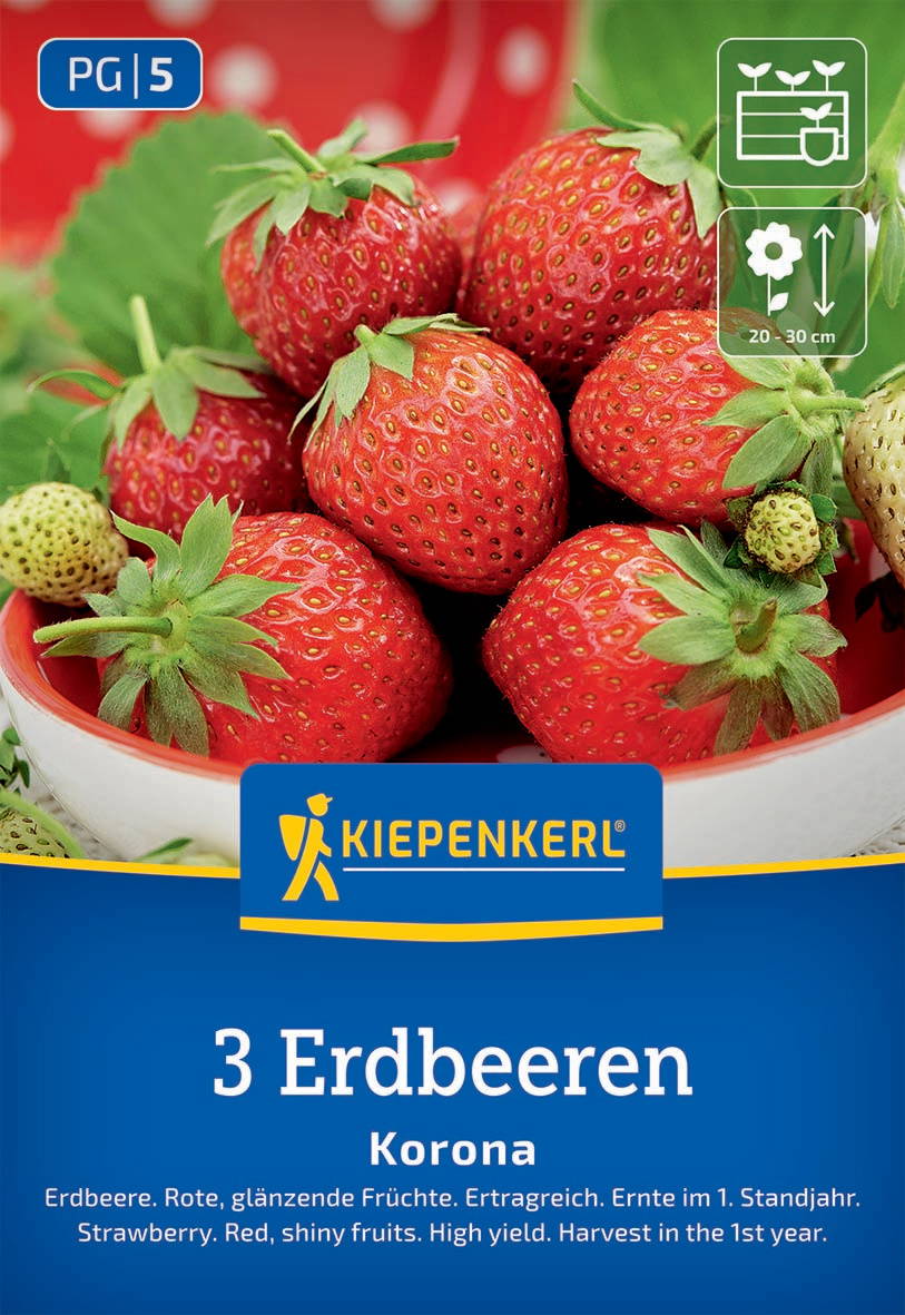 Drei große rote Erdbeeren mit grünen Blättern in einer Schale, einige unreife Erdbeeren im Hintergrund.