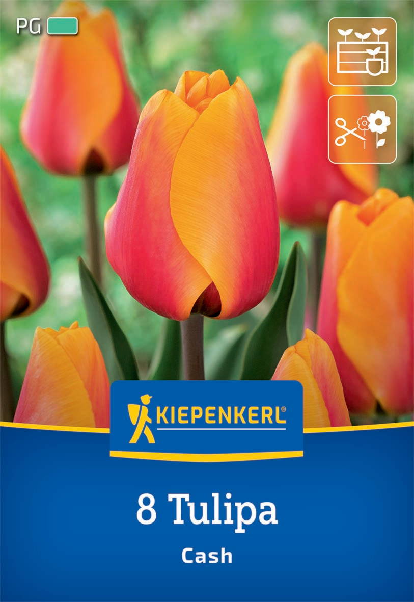 Bündel orange und gelbe Tulpen vor grünem Hintergrund, Verpackung mit Kiepenkerl-Logo und Text.