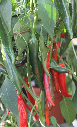 Grüne und rote Chili-Schoten an Pflanze mit grünen Blättern.