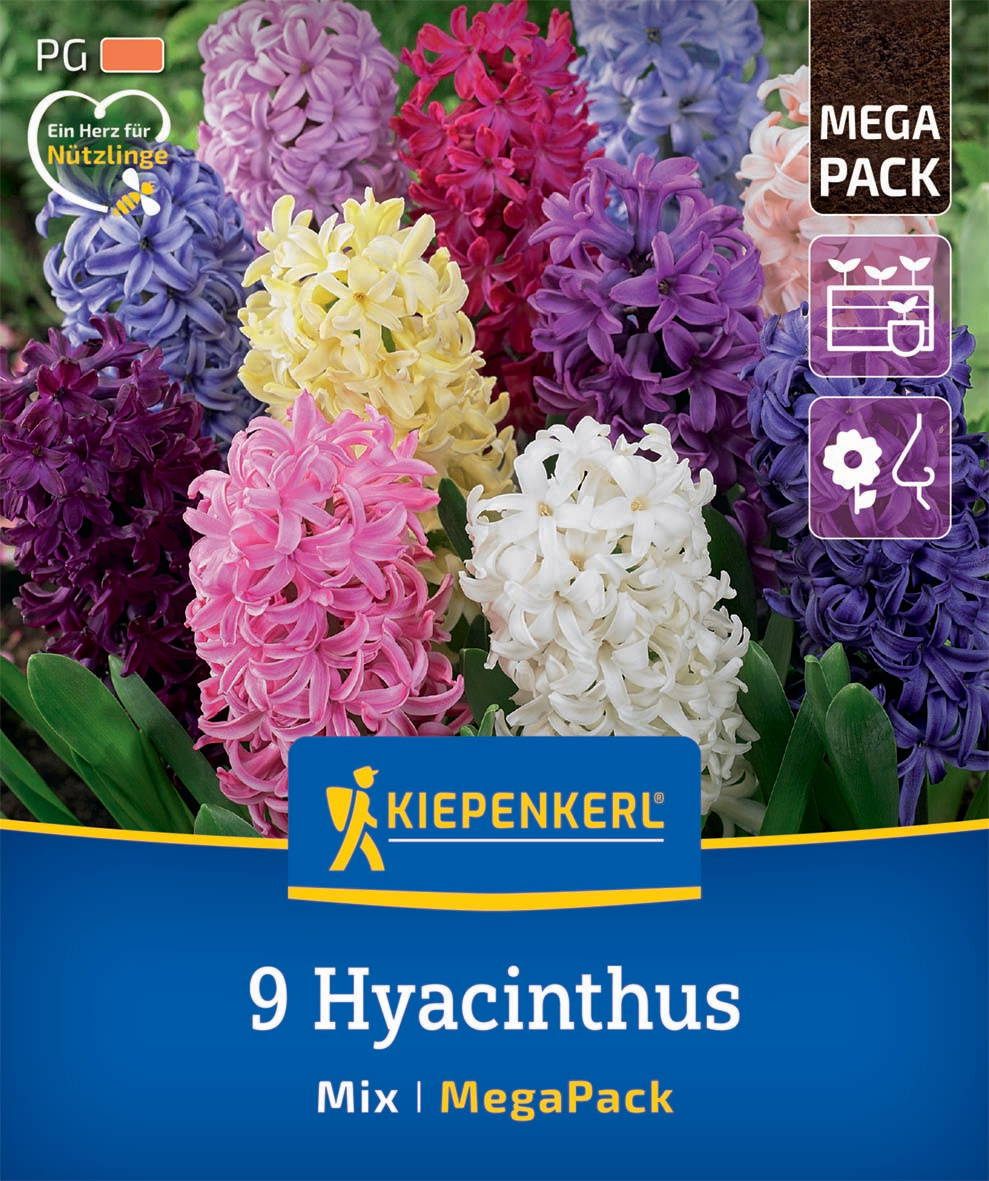 Bunte Hyazinthen in Pink, Weiß, Gelb, Lila, Blau und Rosa in einem Garten.