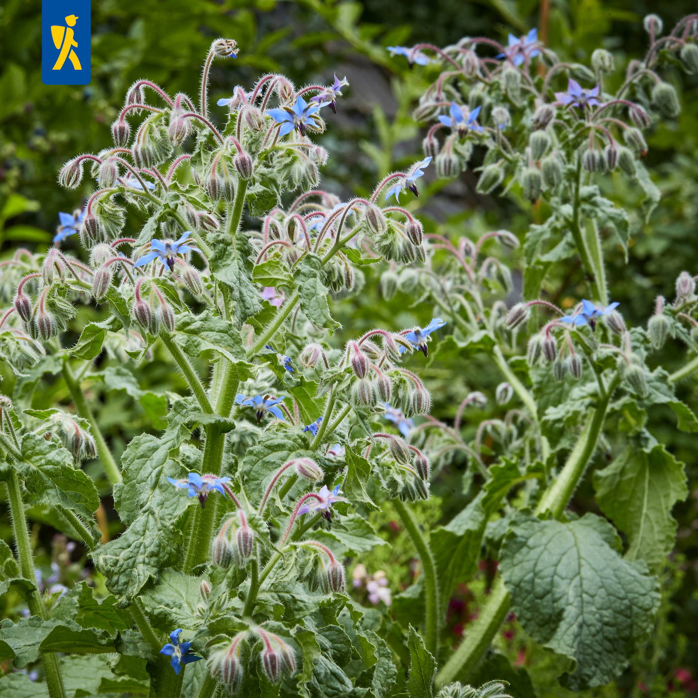 Brennnessel mit blauen Blüten und behaarten grünen Blättern in einem Garten.