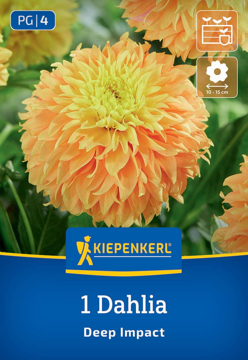 Orange und gelbe Dahlienblüte vor grünem Blätterhintergrund mit Kiepenkerl Logo, Text und Symbolen.