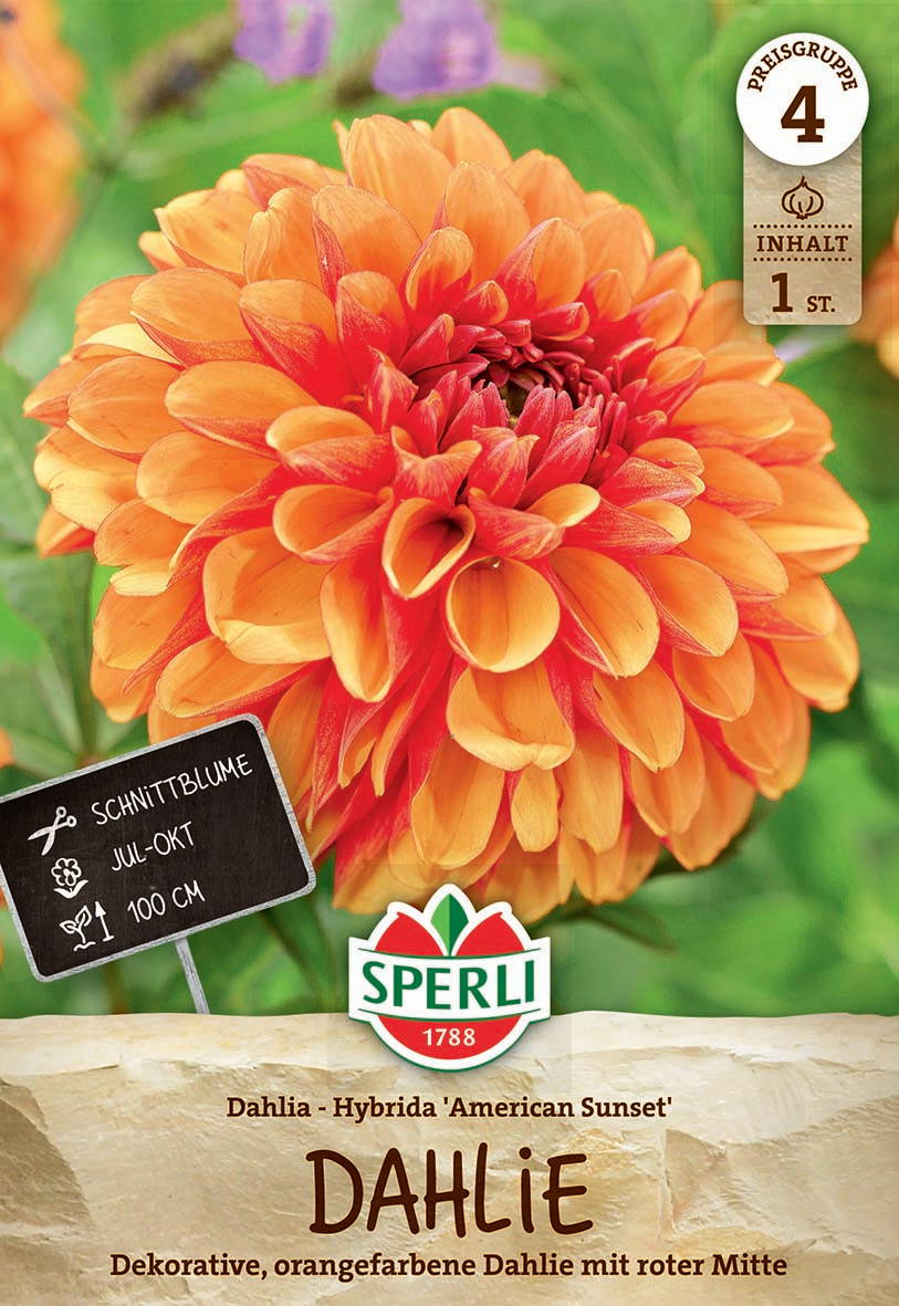 Orange und rote Dahlienblüte mit vielen schichten, im Hintergrund grüne Blätter.