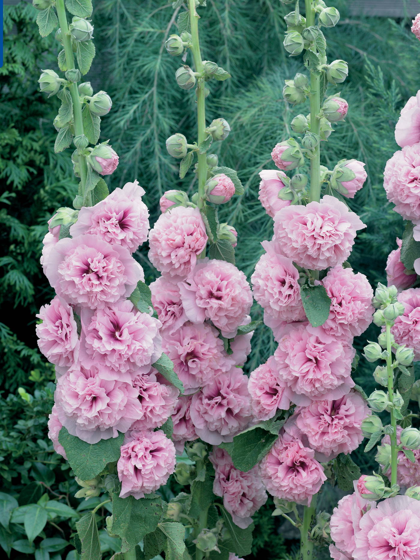Mehrere hohe pinke Stiefmütterchen mit dichten, gerüschten Blüten, umgeben von grünen Blättern und unklaren Hintergrund.