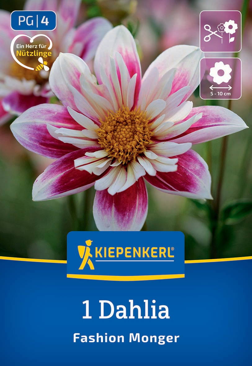 Große pink-weiße Dahlie mit gelbem Zentrum vor grünem Hintergrund.