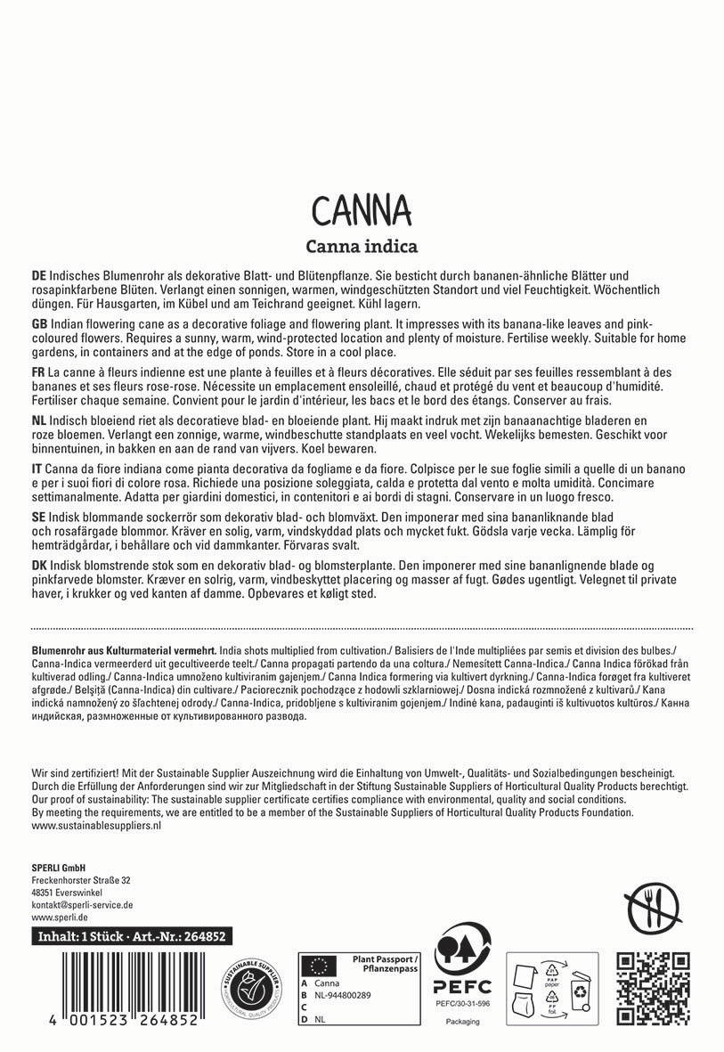 Text about Indian flowering canes with banana-like leaves and pink flowers, suitable for gardens and containers.