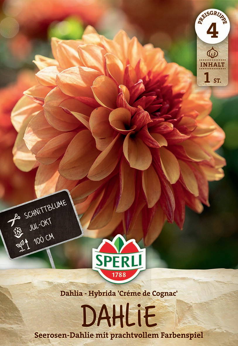 Großer, zweifarbiger Dahlien-Blumenknopf in warmen Orange- und Rottönen vor unscharfem grünen Hintergrund.