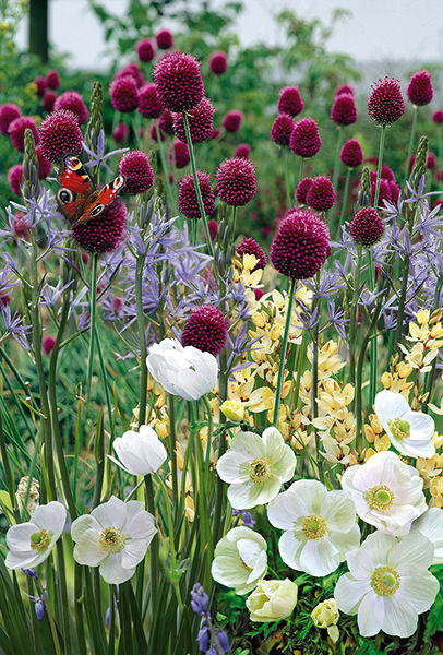 Bunte Blumen im Garten mit Schmetterlingen und rosa Kugelblumen.