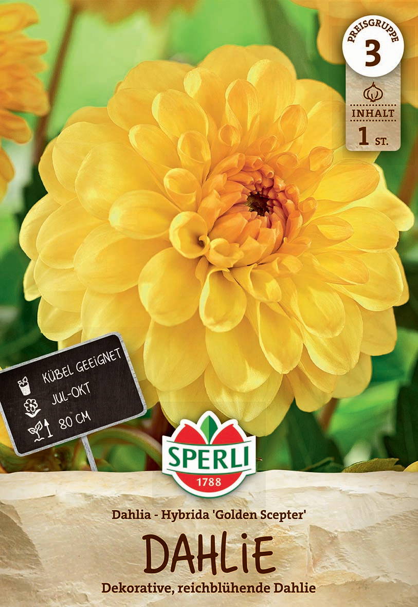 Gelbe Dahlie mit dichten, großen Blütenblättern vor grünem Hintergrund.