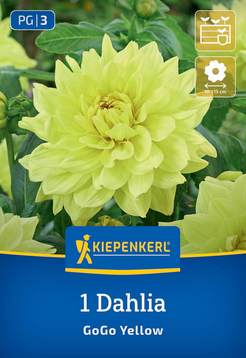 Gelbe Dahlie mit großen Blüten und grünen Blättern, Verpackung mit Markenname Kiepenkerl, Größe 10–15 cm, PG 3.