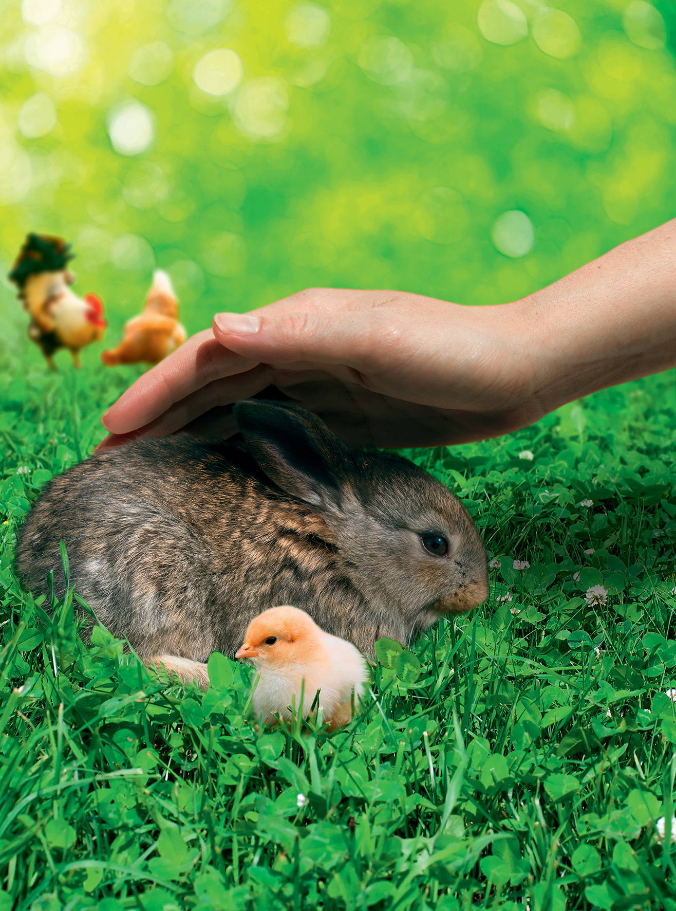 Hand streichelt ein Hasenbaby auf grünem Gras, im Hintergrund sitzen kleine Hühner und ein Huhn, Baumblätter im Bokeh.