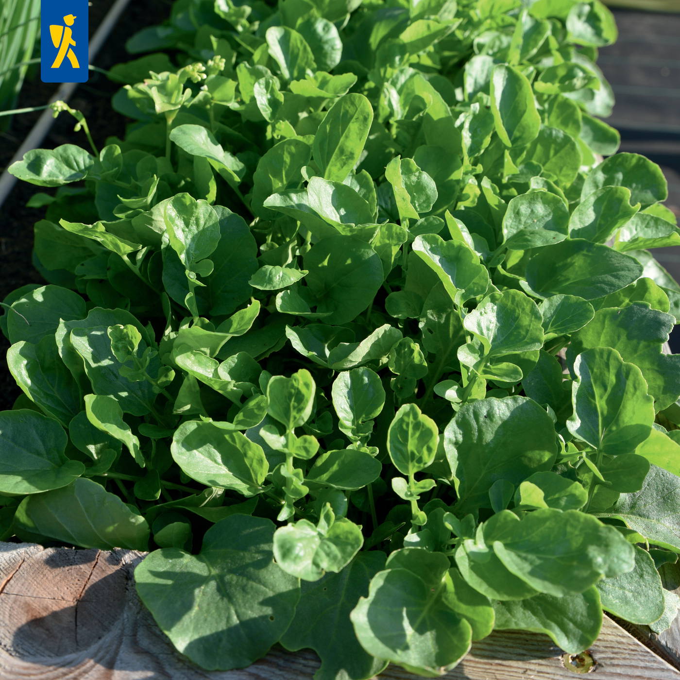 Grüner Salat oder Blattsalatpflanze wächst in einem Gartenbeet.