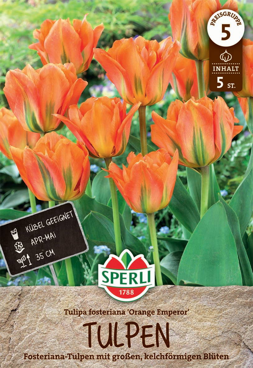 Orange Tulpen mit gelb-grünen Streifen, 35 cm hoch, geeignet für Beete April bis Mai, 5 Stück im Paket.