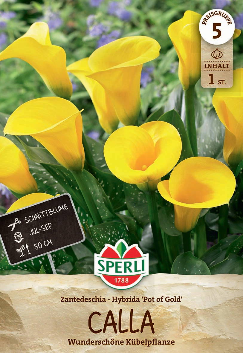 Gelbe Calla-Lilien mit grünen, gesprenkelten Blättern, im Hintergrund lila Blumen.