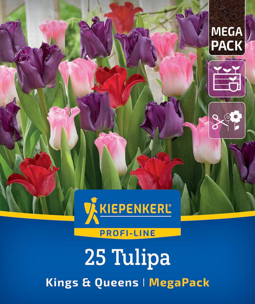 Bunte Tulpen in verschiedenen Farben in einem Gartenbeet.