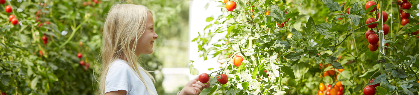 Junge Frau im Gewächshaus pflückt reife rote Tomaten von einer Pflanze.