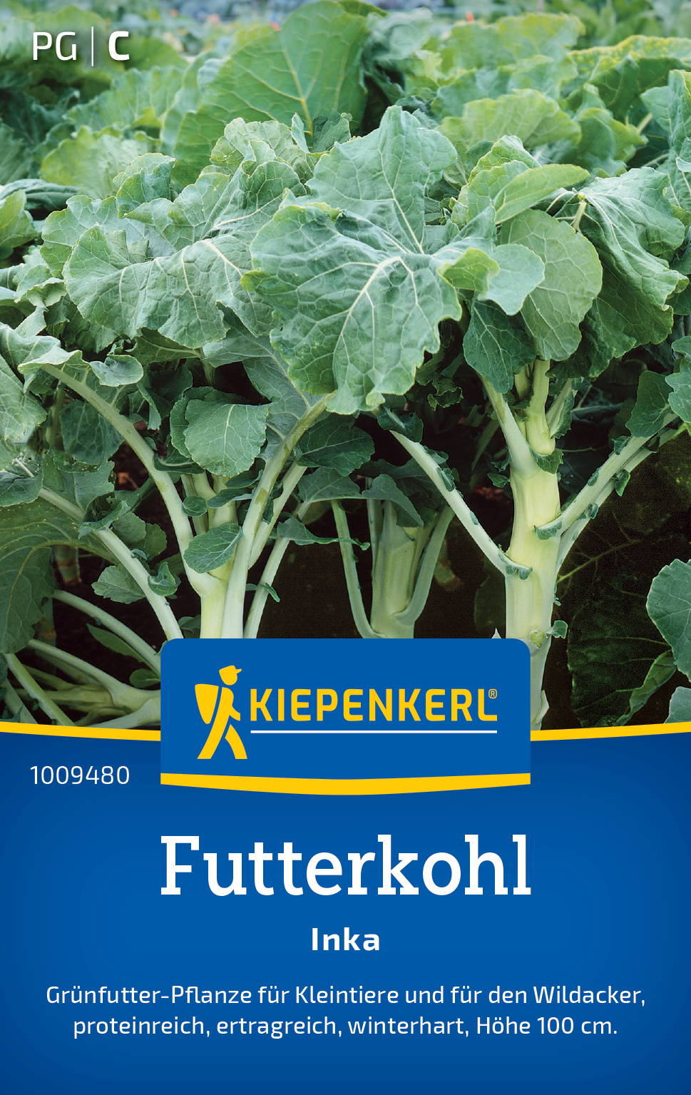 Grüner Inka-Futterkohl mit großen, gezackten Blättern und weißen Stielen auf einem Feld.