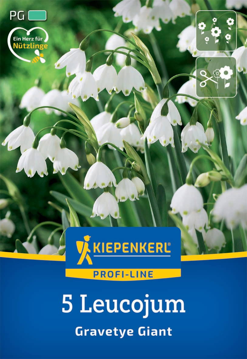 Weiße Leucojum-Blumen mit grünen Stängeln und Blättern vor unscharf grünem Hintergrund auf einer Pflanzenschachtel.