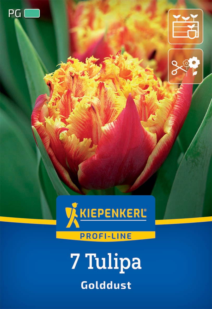 Gefranste Gefüllte Tulpe Golddust