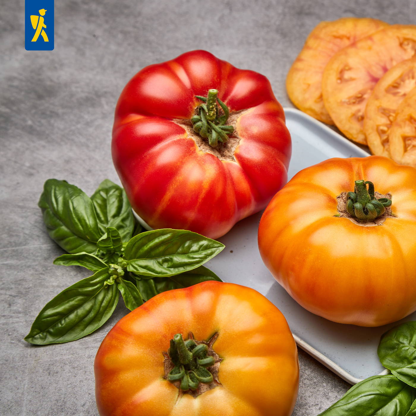 Drei Tomaten, grüne Basilikumblätter und eine weiße Platte mit Tomatenscheiben auf grauem Hintergrund.
