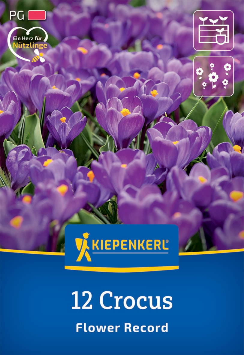 Violette Krokusse in Blüte mit gelben Staubblättern, grüne Blätter im Hintergrund.