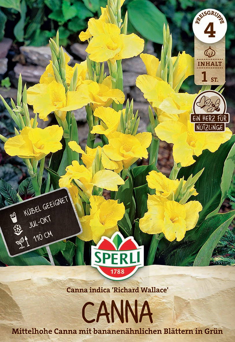 Gelbe Canna-Blumen mit grünen Blättern im Garten.