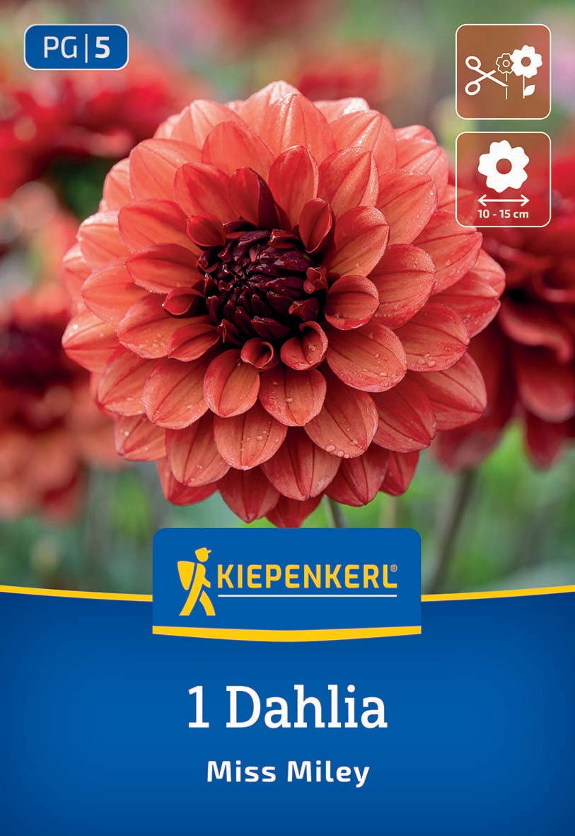 Rote Dahlie mit dunklem Zentrum, Wassertröpfchen auf den Blütenblättern, helle und dunkle Farbtöne.