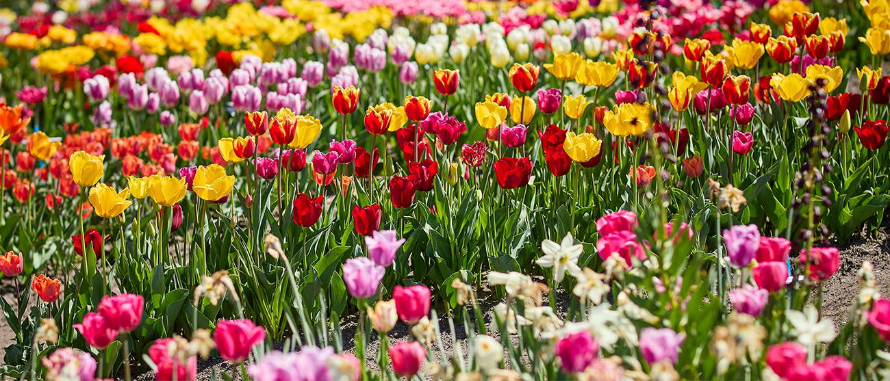 Bunte Tulpen blühen in einem Blumenfeld mit rot, gelb, pink und weißen Blüten.