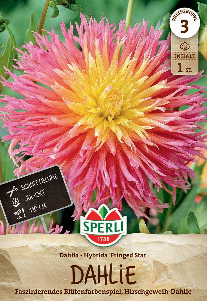 Große, bunte Dahlie mit gelben, rosa und orangefarbenen Blütenblättern.