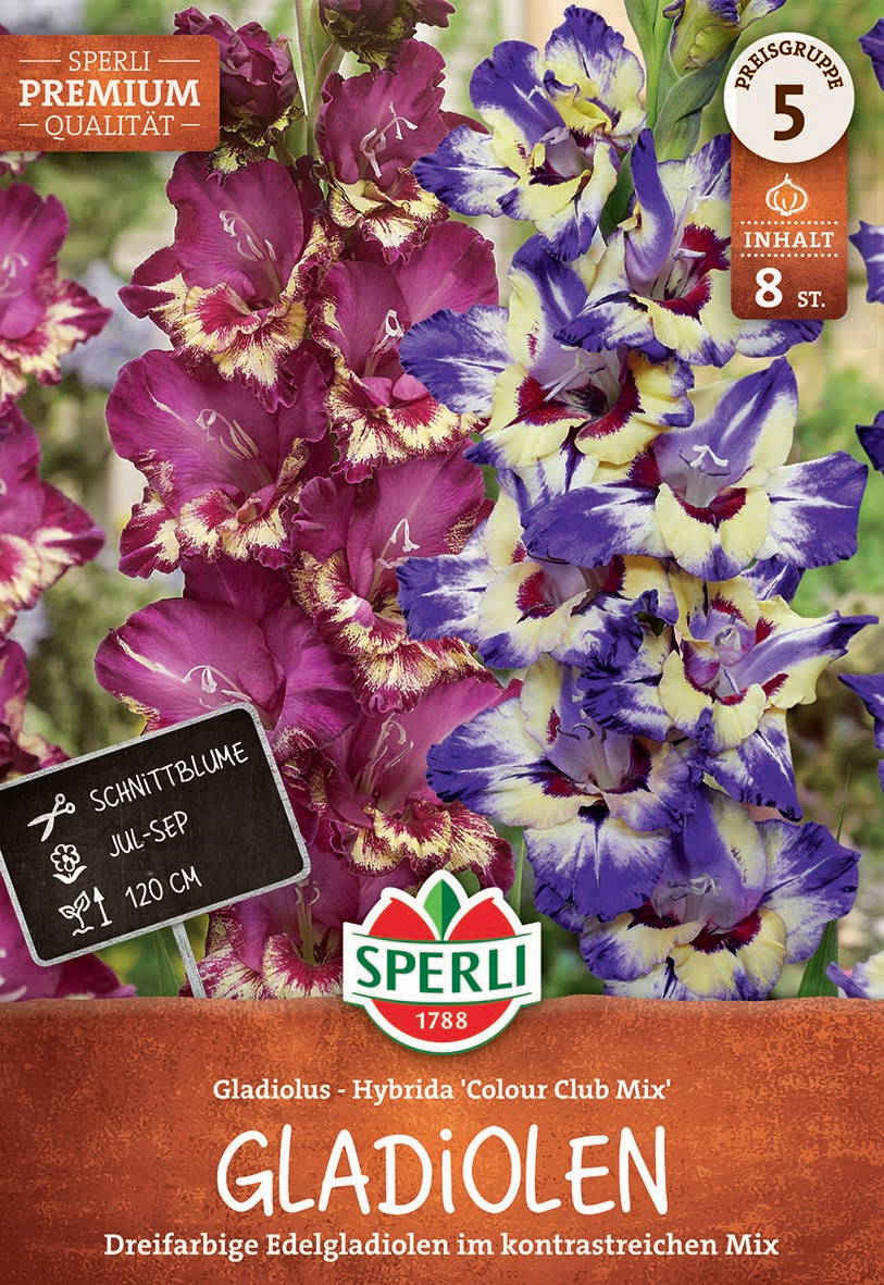 Bunte Gladiolen mit pinken und violetten Blüten, einige mit cremegelben und rotbraunen Mustern.