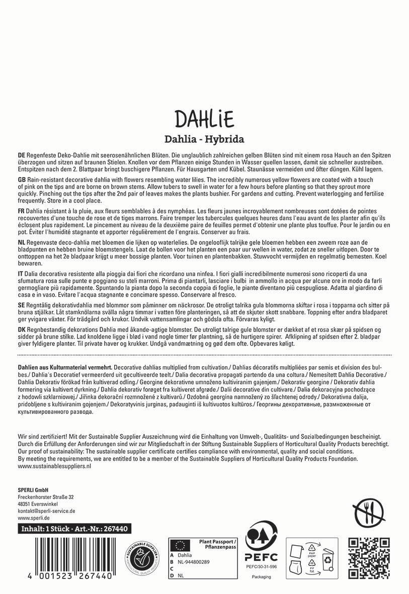 Text über das Pflege- und Wachstum der Hybrid-Dahlie mit gelben Blüten auf einem weißen Hintergrund.