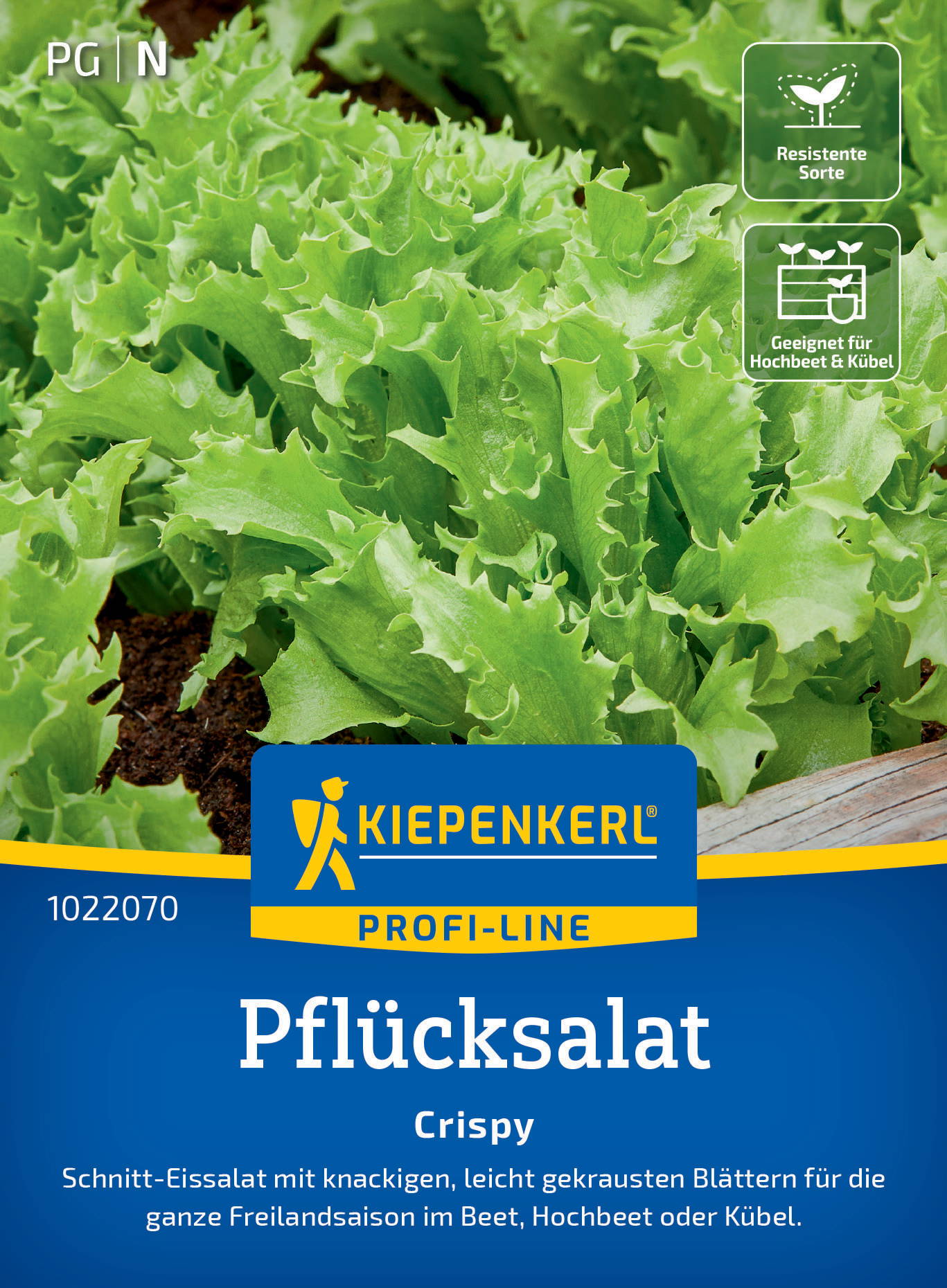 Grüner, krauser Pflücksalat mit gezackten Blättern auf dunkler Erde.