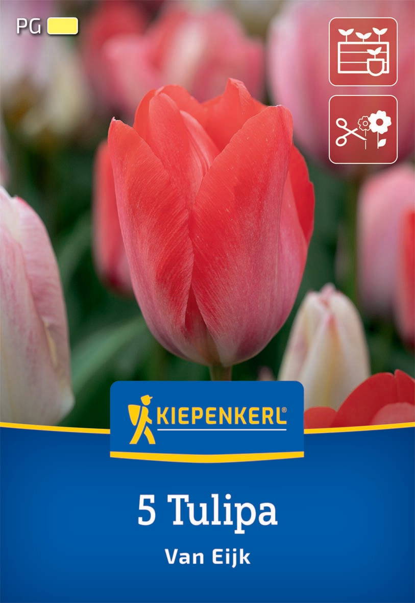 Rote Tulpenknospe mit grüner Blätter im Hintergrund bei Tag.