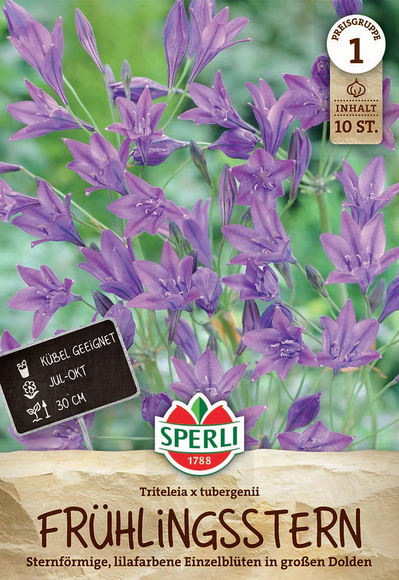 Bunter Frühlingsstern mit lilafarbenen, sternförmigen, lilafarbenen Einzelblüten vor grünem Hintergrund.