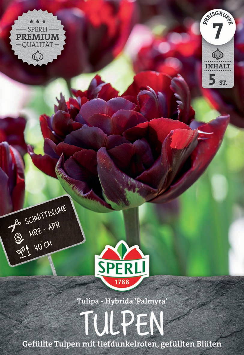 Gefüllte dunklerote Tulpe mit gefüllten Blüten auf grünem Stiel, Hintergrund unscharf.