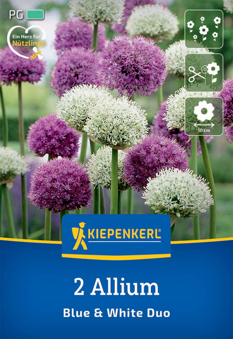 Bunte Allium-Blumen in Pink, Weiß und Lila auf einem Beet.