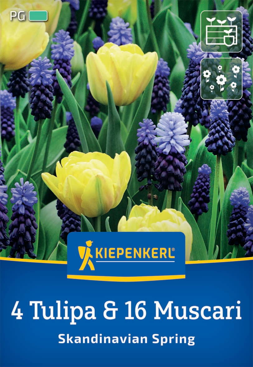 Gelbe Tulpen und blaue Muscari im Frühlingsgarten.