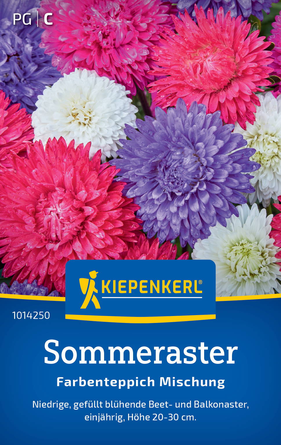 Bunte Blühkugeln in Pink, Lila, Weiß mit Wassertröpfchen auf den Blüten, KIEPENKERL Sommeraster, Farbensaatgut