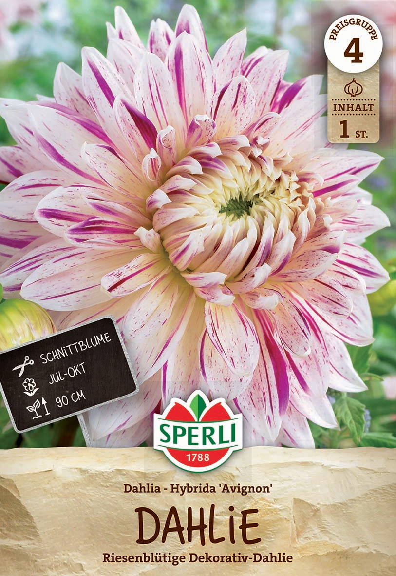 Große, zweifarbige Dahlie mit weißen und pinken Blütenblättern, Nahaufnahme, grüner Hintergrund.