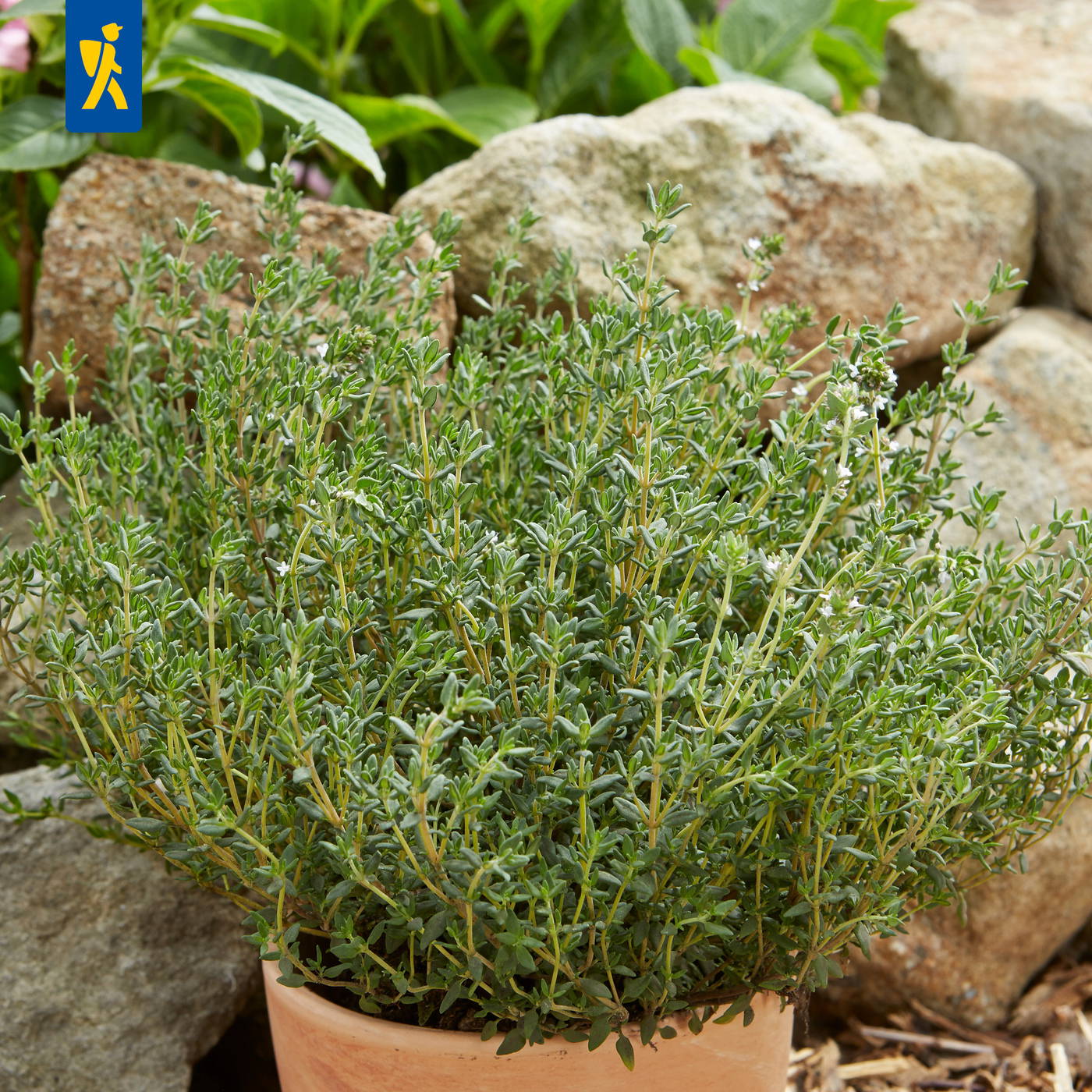 Kleine grüne Pflanze in einem Tontopf vor einem Steinmauer.