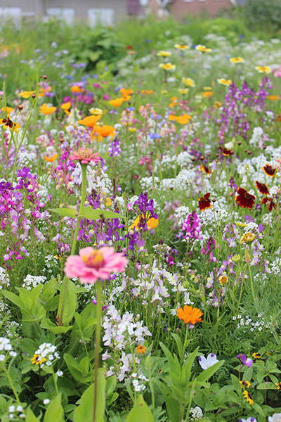 Bunte Blumenwiese mit pinken, weißen, gelben und lila Blumen und grünen Blättern.