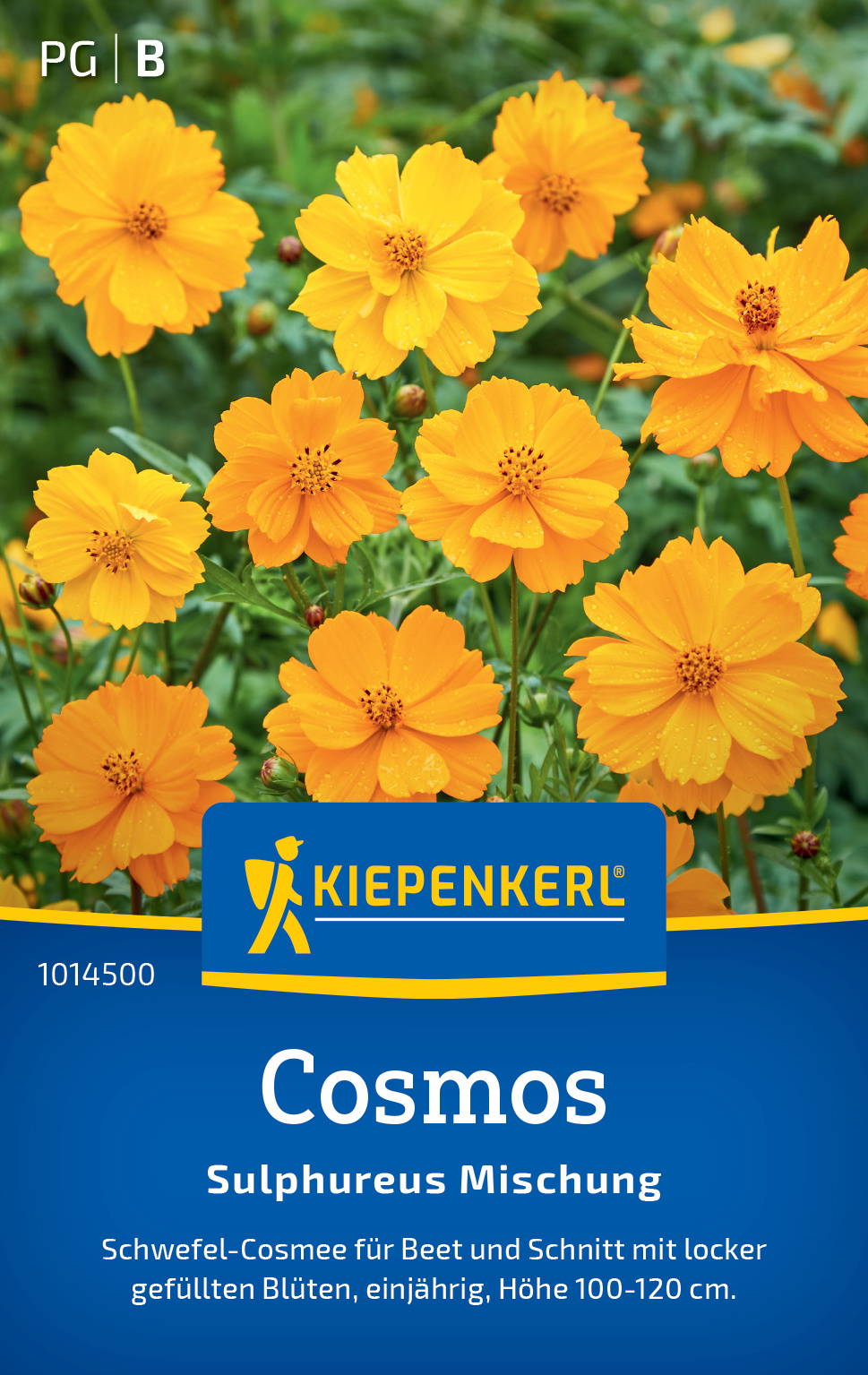 Gelbe Blumen mit Wassertröpfchen, Kiepenkerl Cosmos Samen, Bienenweide, Höhe 100-120 cm.